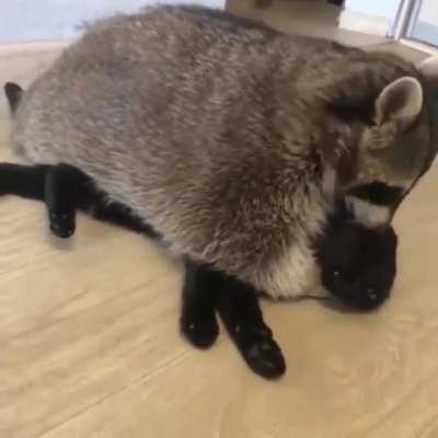 A raccoon and his bestfriend