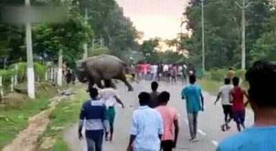 People Harassing a pack of elephants passing by, Guy Gets Trampled