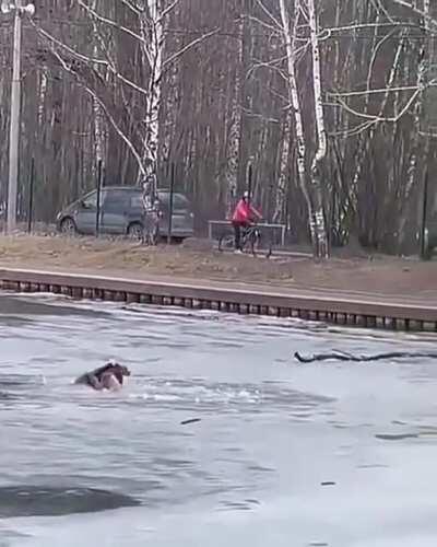 Owner of the dog could not help, but then the guys from the boxing school appeared