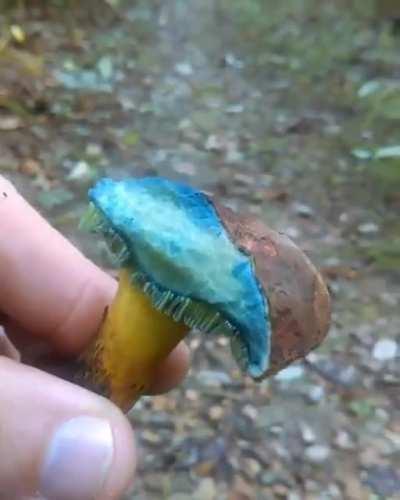 This mushroom changing its colour