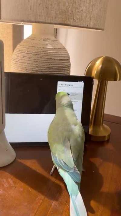 (OC) Indian Ringneck navigates Youtube