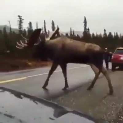 A moose emerges from the forest (Alaska)