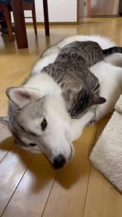 Cat amazed by fluffines.