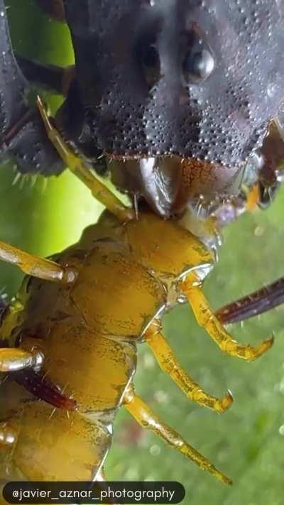 Tityus scorpion eating a  centipede 