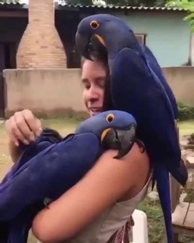 Sweet macaws