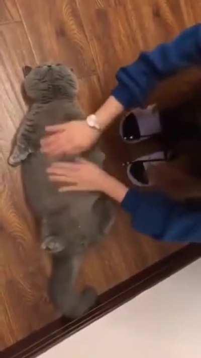 Cat massage