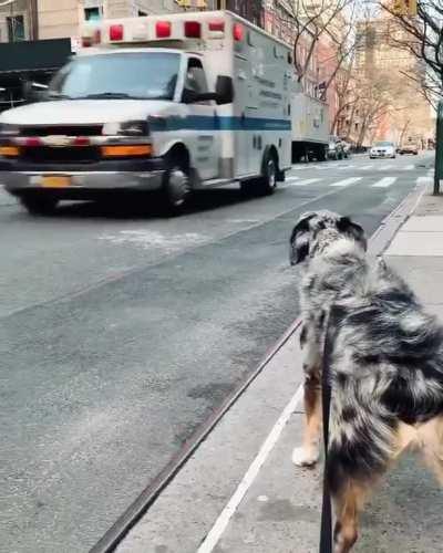 A good boy helping the ambulance with some awoooos