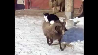 Fuck it, here's a cat riding a ram.