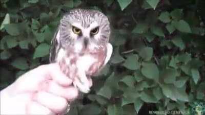 The way this owl keeps his head on a swivel