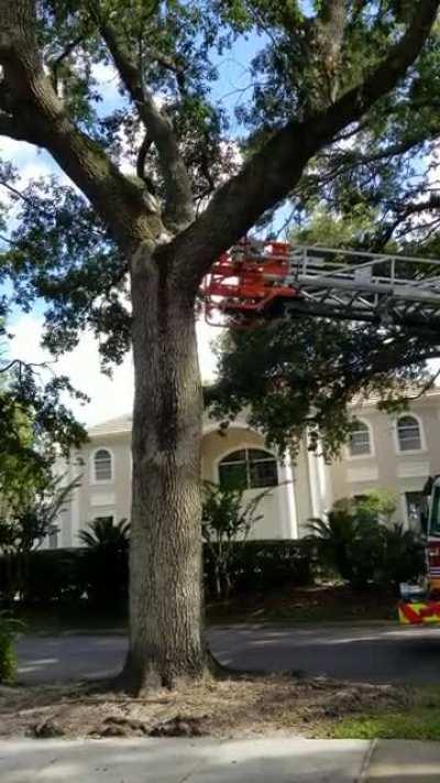 Getting a cat out of a tree