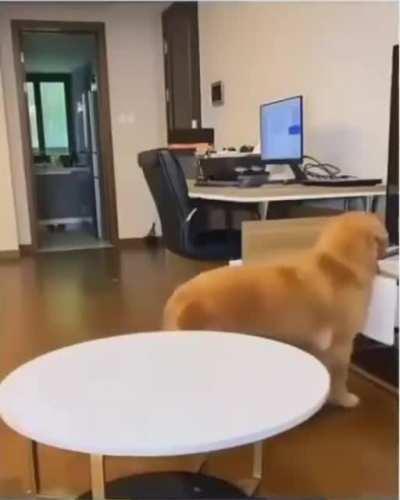 Dog fooling his human for extra treat