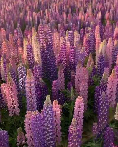 This field of lupine in New Zealand