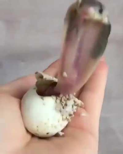 This baby King Cobra, newly-hatched.