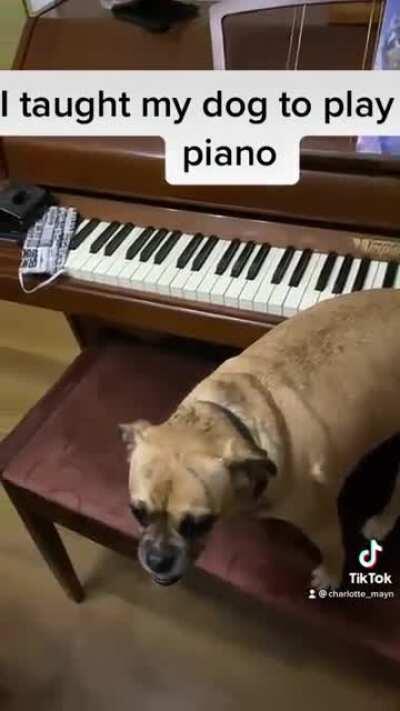 I taught my dog to play piano: