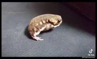 How a African bullfrog scratches itself