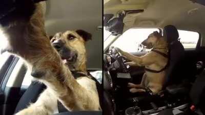 This dog in New Zealand was trained to drive a car