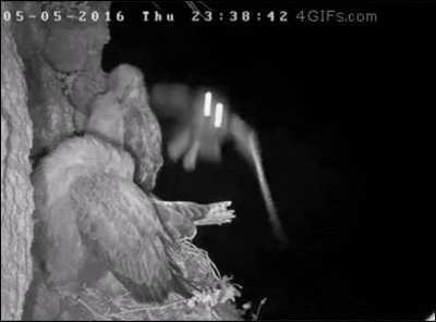 🔥 Owl snatches an eaglet