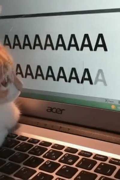 Cat tries using the keyboard