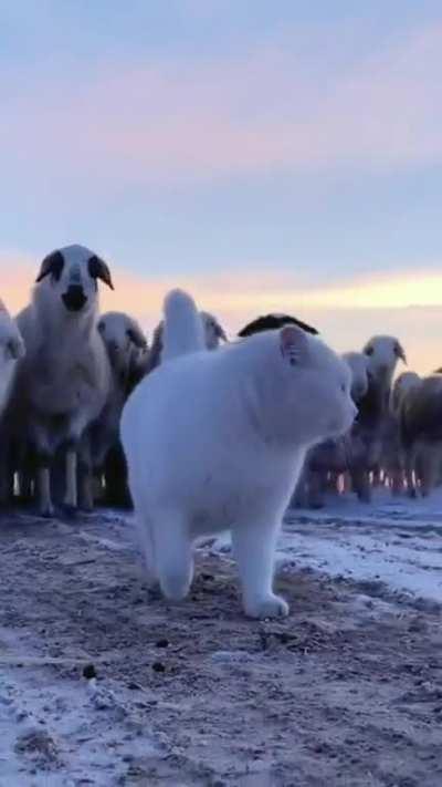 We all know about Sheep Dogs, but have you ever heard of a Sheep Cat?