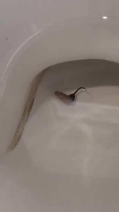 Found this in my toilet this morning. What is it?