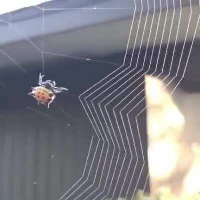 Little Spider Weaving Its Web