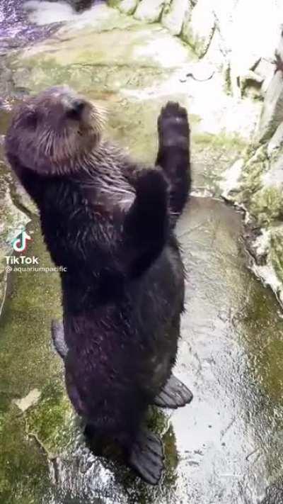 Friendly otter has the clap