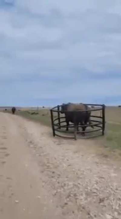 My cows in the next field need me