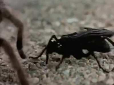 Tarantula Hawk's unbelievable strategy to take down her prey.