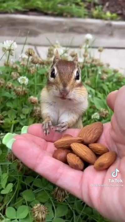 Surprisingly patient chipmunk!