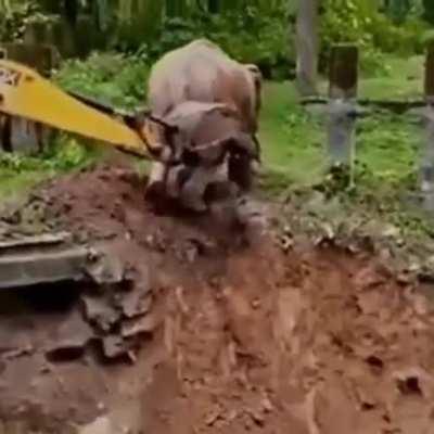 Using an excavator to help an elephant 