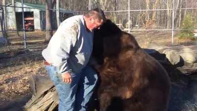 Man scratches back of 1500 lb bear