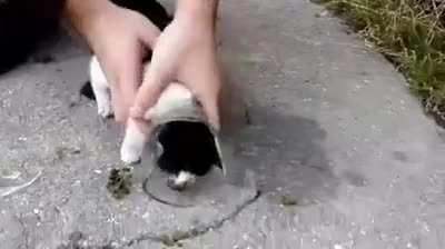 Kitties head stuck in a bottle, Humans to the rescue.