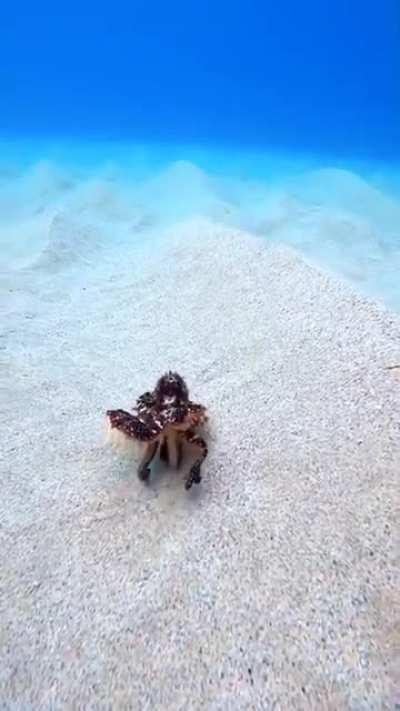 Octopus using two tentacles to walk on sand.