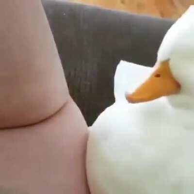 Happy ducky headrubs