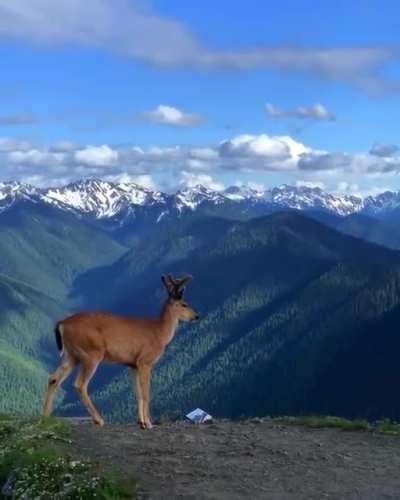 Deers, such as this Blacktail buck, are browsers. At dawn, dusk, and moonlit nights, some of them are seen browsing on the roadside. Caution when driving is prudent because often as one deer crosses, another one or two follow.