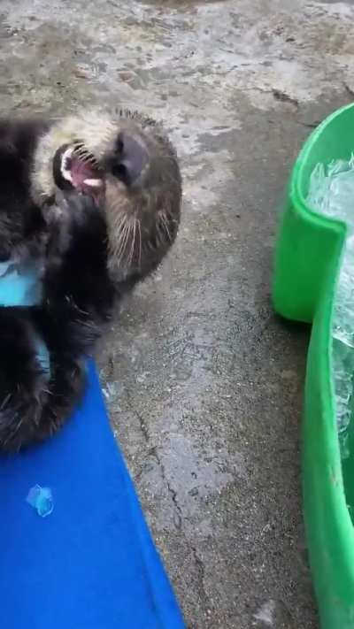 Otters are cool and with ice are even cooler. 

They are playful animals and appear to engage in various behaviors for sheer enjoyment, playing with small stones and ice cubes.