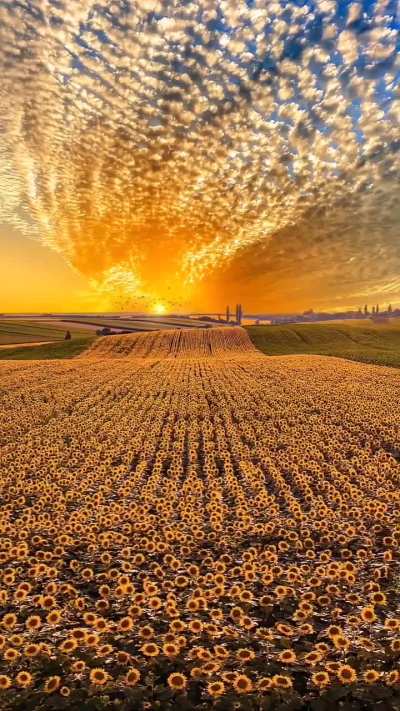 Sunflowers and sunsets, the perfect blend of beauty and tranquility...