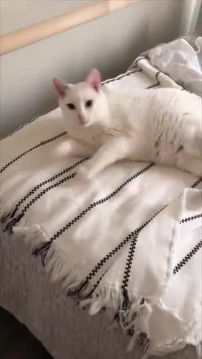 Deaf cat is pleased to see their human after she returns from a short vacation.