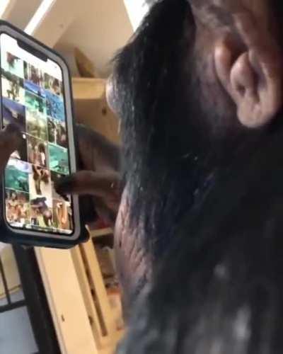 Chimpanzee casually browsing Instagram