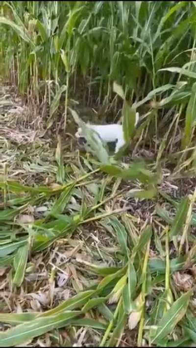 Meet Jacka. He is trying his best to help the family with maze harvesting