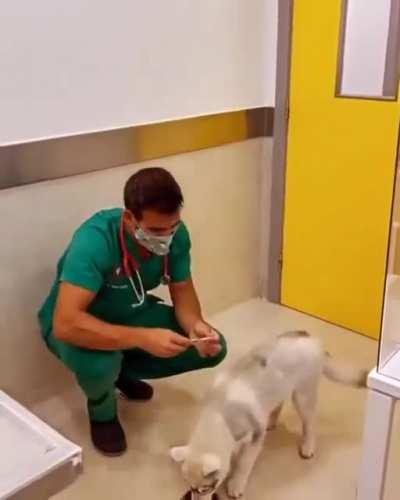 What an awesome veterinarian