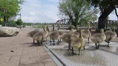 Note to self: DO NOT FART while filming a close-up video of Canada Geese goslings 🤣🤣