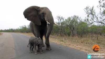 Mother elephant stops it’s child from approaching the tourists