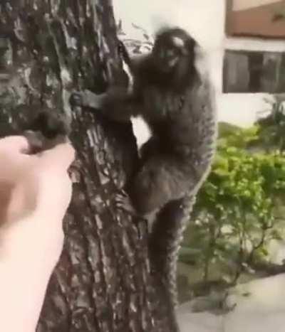 Human help monke return to monke