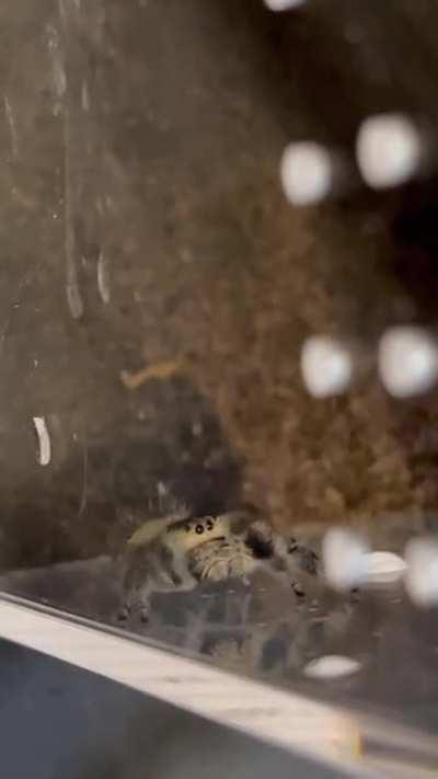 Thirsty P. Regius getting her droplets. I love the way she investigates the first one 🤣(she has a water bowl but prefers drops)