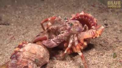 Hermit crab takes the anemone with itself to a new shell