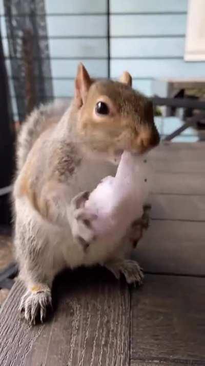 Squirrel gets a Christmas gift