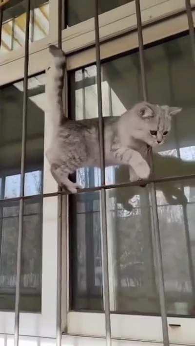 The balance and coordination of this cat walking through bars