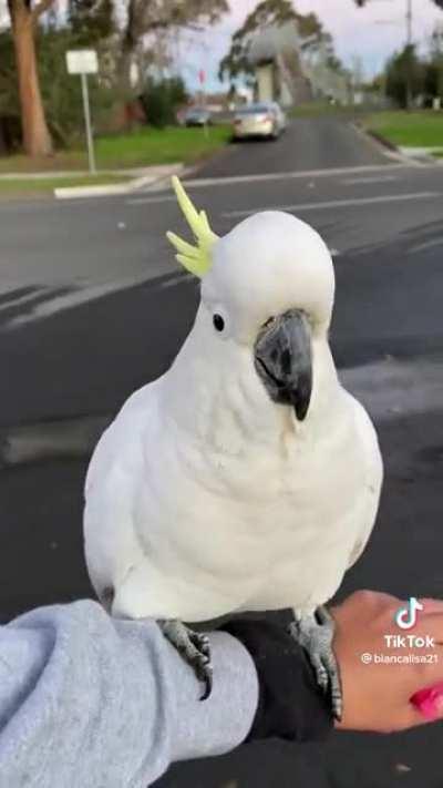 Random cockatoo flies down to say “hello”