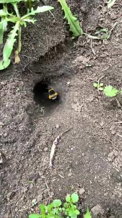 Bumblebee comes back with pockets full of pollen.